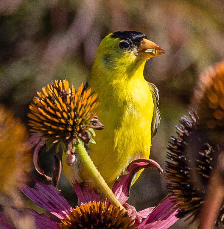 A yellow finch perches on an echinacea flower, one of the flower's seeds in its beak