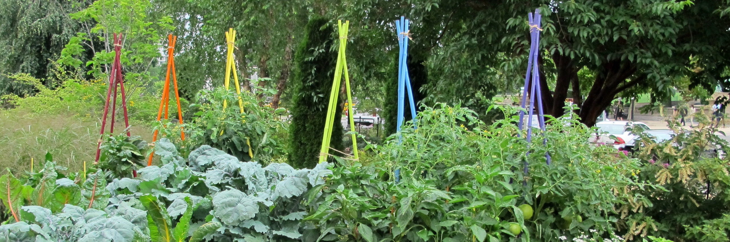 A summer vegetable garden with colorful obelisk trellises